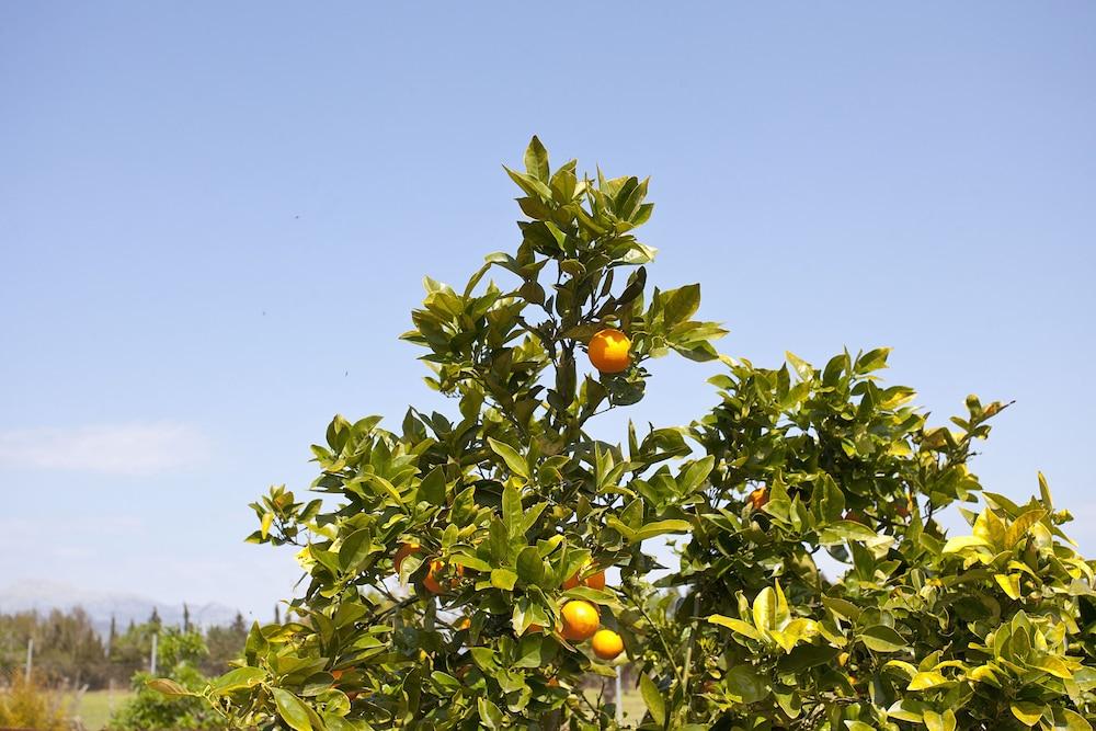 Agroturismo Es Quatre Cantons Binissalem Esterno foto